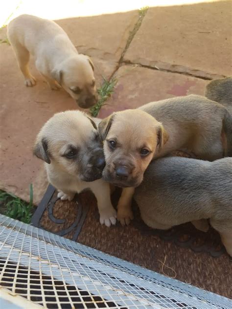 puppies for sale pretoria  R 3 500